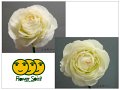 Ranunculus Chamonix White(Large Flower)